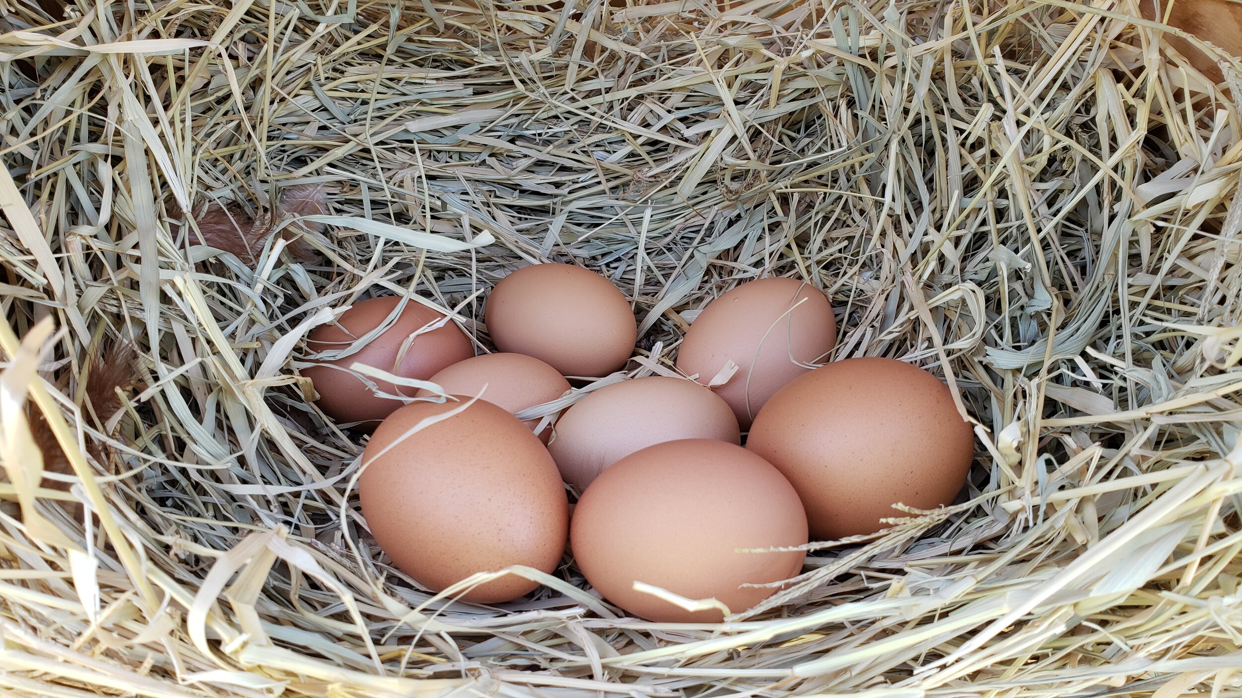 A nest filled with brown eggs resting on a bed of straw, showcasing a natural and rustic farming scene.