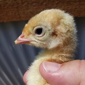 Lee+Parkinson+-+20190829_105757 Close-up of a hand holding a young chick with soft yellow feathers, showcasing its curious expression and delicate features against a blurred outdoor background.