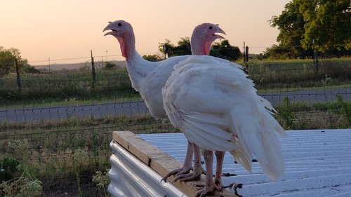 Lee+Parkinson+-+20200519_195842 Two white turkeys perched on a metal surface at sunset, with a rural landscape in the background, showcasing their distinctive pink wattles and curious expressions.
