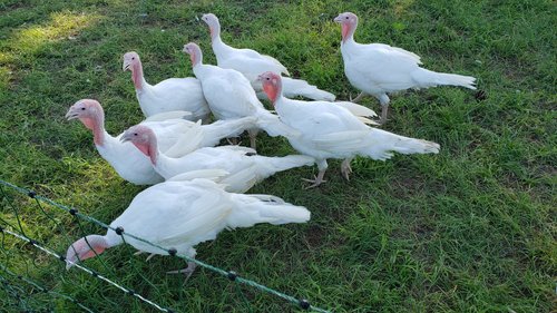 Lee+Parkinson+-+20200603_082839 A group of white turkeys with pink heads walking on green grass near a fence.
