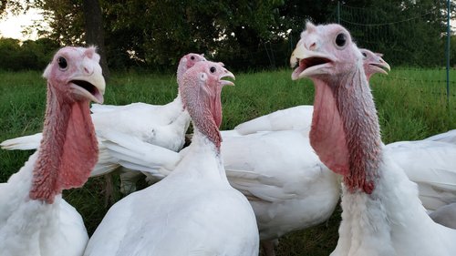 Lee+Parkinson+-+20200715_202641 Group of white turkeys in a grassy field, displaying their distinctive features and vocalizations. The image captures the turkeys' unique physical characteristics, including their wattles and beaks, highlighting their natural habitat.