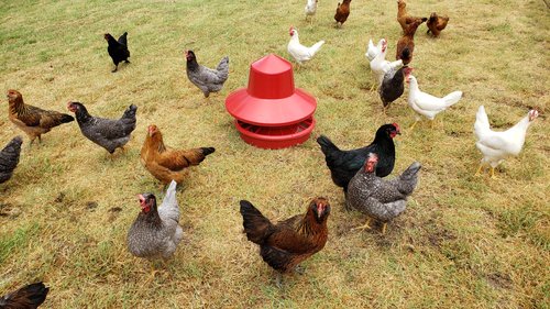 Lee+Parkinson+-+20200726_082817 A diverse flock of chickens, including black, white, and speckled varieties, foraging on green grass around a red poultry feeder.
