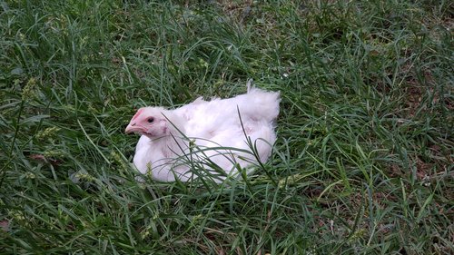 Lee+Parkinson+-+20200923_184423 White chicken resting in tall green grass, showcasing its fluffy feathers and calm demeanor in a natural outdoor setting.