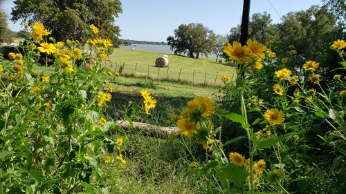 Lee+Parkinson+-+20201005_140856 A vibrant scene featuring yellow wildflowers in the foreground, leading to a grassy field with a hay bale and a serene lake in the background under a clear blue sky.