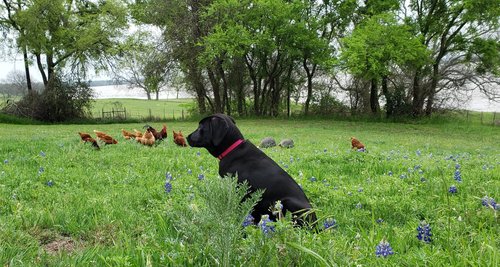 Lee+Parkinson+-+GETREAL+PIC+1 Black Labrador retriever sitting in a lush green field with bluebonnet flowers, watching a flock of brown chickens foraging nearby, with a scenic river and trees in the background.